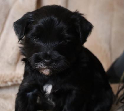Reinrassige Tibet TerrierWelpen mit Papieren