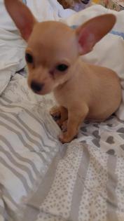 Süßer Chihuahua-Welpe Rüde in liebevolle Hände abzugeben -