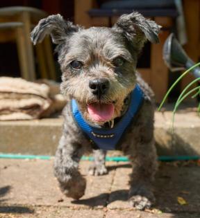 SNOOPILEIN - Mix - 14 Jahre - Tierhilfe-Franken e. V.