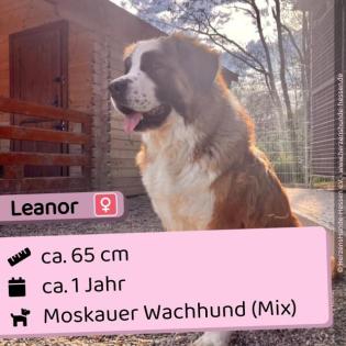 Leanor w 1 Jahr 65 cm Slowakei