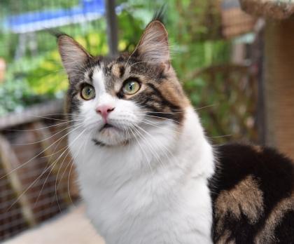 Zuzanna- Maine Coon Mädel mit Papieren 14 Monate kastriert