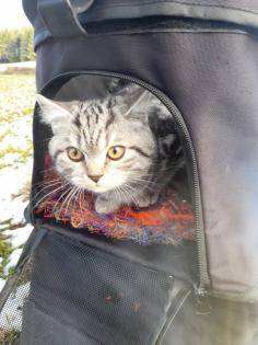 Typvoller junger BKH Kater mit Ahnentafel geimpft entwurmt gechipt kastriert aus HCM PKD fre