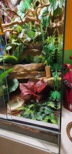 Terrarium und Jemen Chamäleon