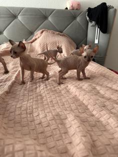 Sphinx Kitten nackt Katzen
