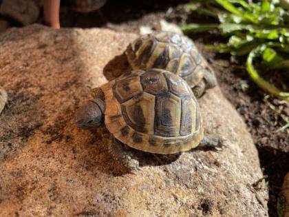 Griechische Landschildkröten NZ 2022