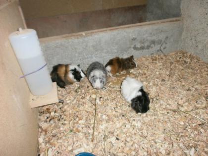 Meerschweinen zum verkaufen 4 wiebchen 4 männchen um 20 ero