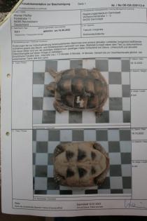 Breitrandschildkröten Testudo marginata eigene Nachzucht 2022.