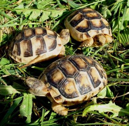 Breitrandschildkröten Testudo marginata eigene Nachzucht 2022.
