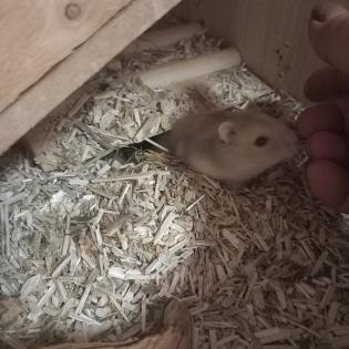 Zwerghamster 5 und 8 Wochen zu verschenken
