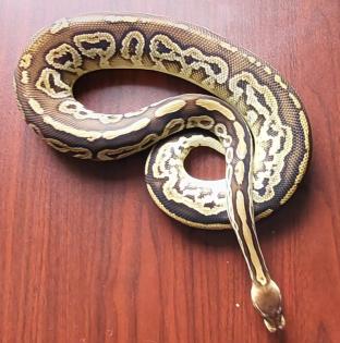 Königspython python regius