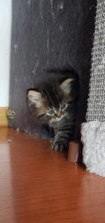 Perser Katze mit Nase