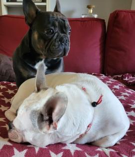 Französische Bulldoggen Baby s
