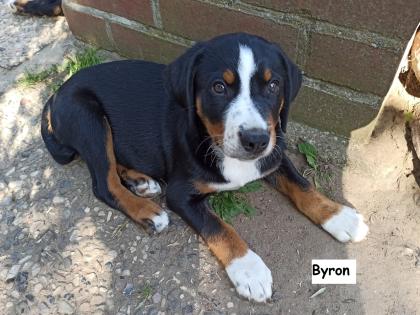 Appenzeller Sennenhund Welpen
