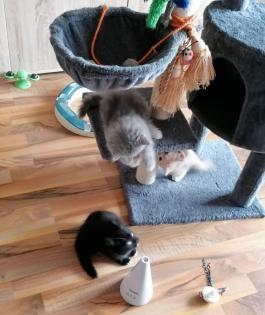 Norwegische Waldkatze