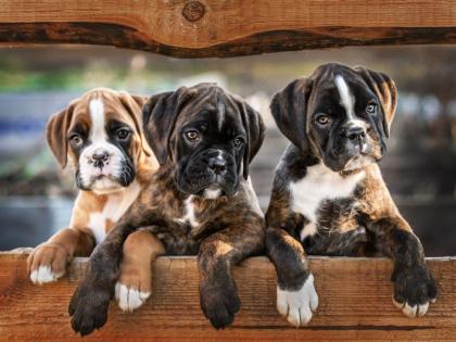 Boxerwelpen aus Hobbyzucht m. Papieren u. EU- Heimtierausweis. T W 0178 7499770
