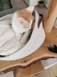 Katzenbabys Kitten abzugeben