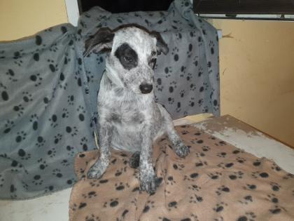 Australien Cattle Dog Mix Texas Heeler Australien Cattle dog x Shepard