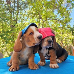 Basset Hound Welpen für Tierliebhaber