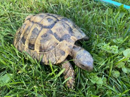Verkaufe 2 griechische Landschildkröten männlich