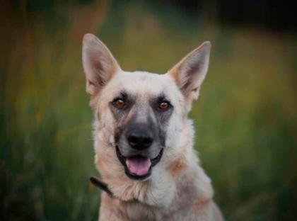 Shinouk - Schäferhund-Mischling - ein feiner freundlicher Kerl