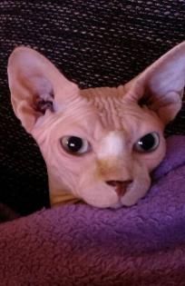 Canadian Sphynx 2 5 Jahre alt abzugeben