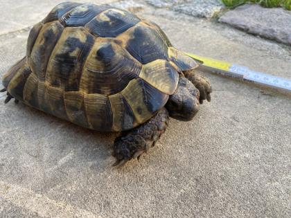 Verkaufe 2 griechische Landschildkröten männlich