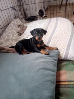 Zwei Zwergpinscher-Rüden suchen ein liebevolles Zuhause
