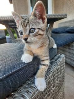 Katzenwelpen Kitten Kätzchen