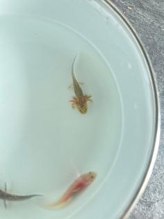 8 Juntier Axolotl zum Verkauf an