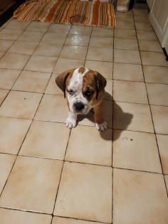 Wunderschöne Hundewelpen in Familienbande