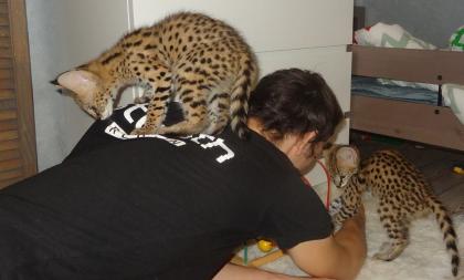 Karakal- und Serval-Kätzchen
