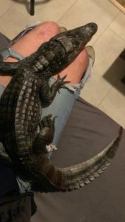 1. 0 Caiman Crocodilus