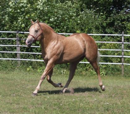 American Quarter Horse Deckhengst