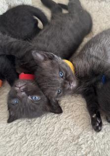 Siam Mix Kitten / Babykatze