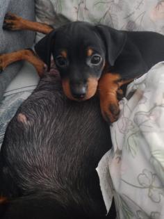Zwei Zwergpinscher-Rüden suchen ein liebevolles Zuhause