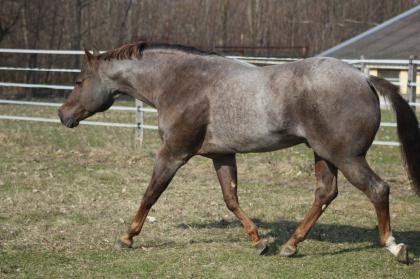 American Quarter Horse Deckhengst