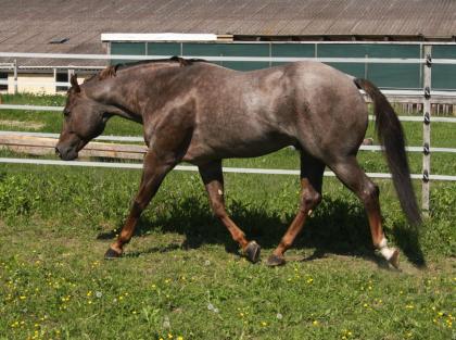 American Quarter Horse Deckhengst