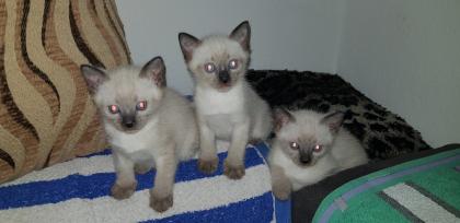 Siam Seal Point Kitten Kassel