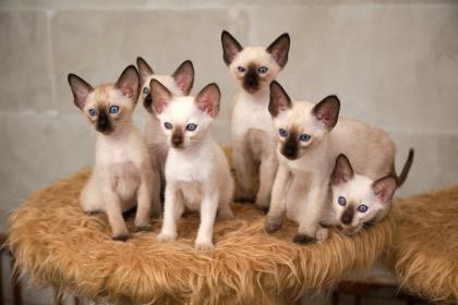 Siamkitten von unserer THAIMAHAL ENGEL in den Farben seal point und chocolate point