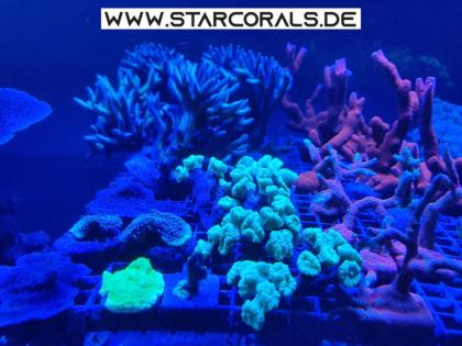 Korallen eigene Nachzucht SPS LPS zu verkaufen