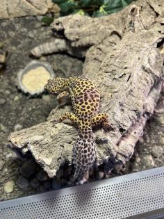 Leopardgeckos 2 Stück