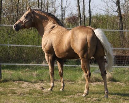 American Quarter Horse Deckhengst