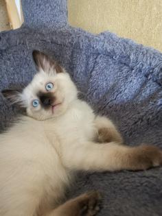 Thai Kitten Siam Kitten