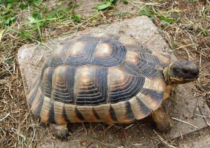 Breitrandschildkröten Testudo marginata eigene Nachzucht 2022.