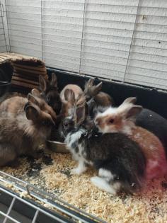 Reinrassige löwenkopfkaninchen Babys