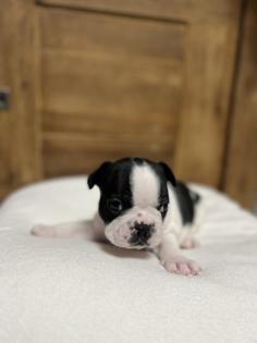 8 wunderschöne Französische Bulldoggen