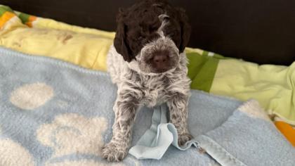 Lagotto Romagnolo Welpen