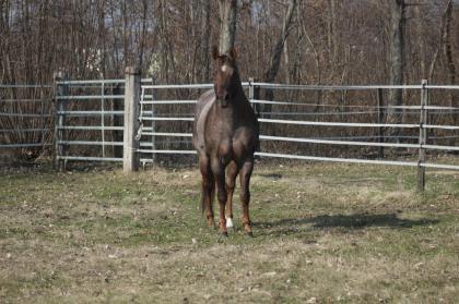 American Quarter Horse Deckhengst