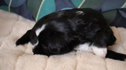 Reinrassige Tibet TerrierWelpen mit Papieren