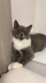 BKH Katzen suchen neues Zuhause